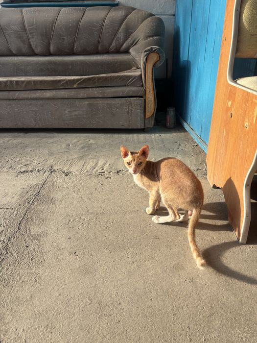 Продаю Кот Девон-рекс