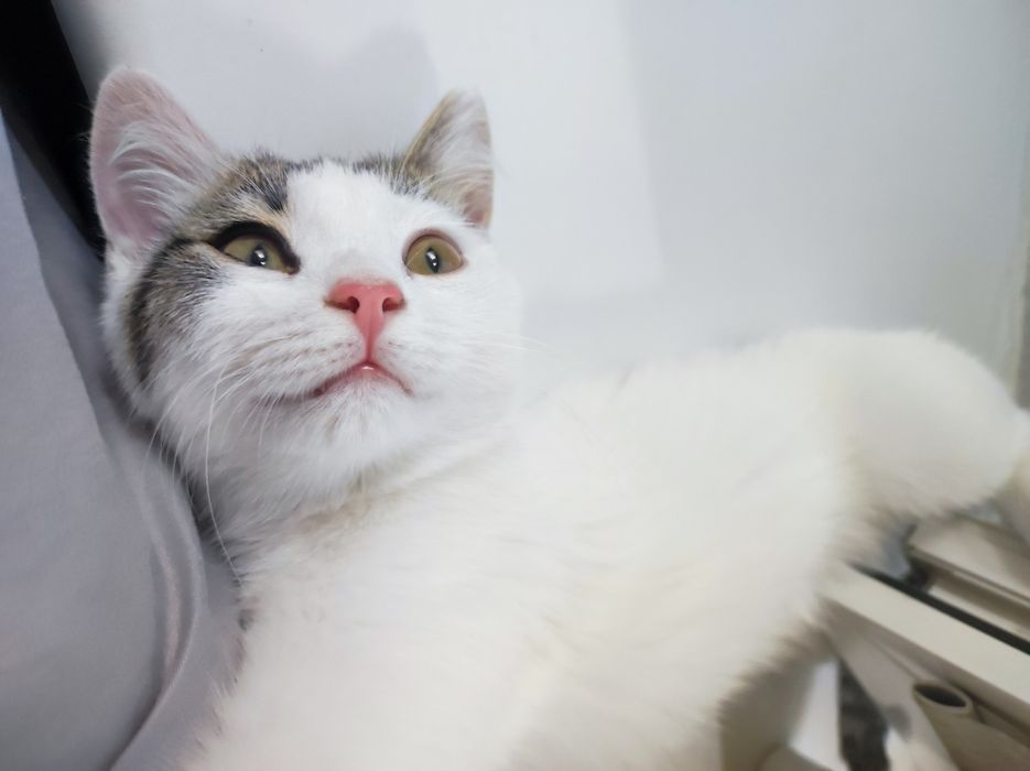 Котенок в добрые руки