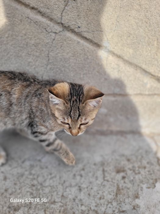 Отдам котенка в добрые руки .