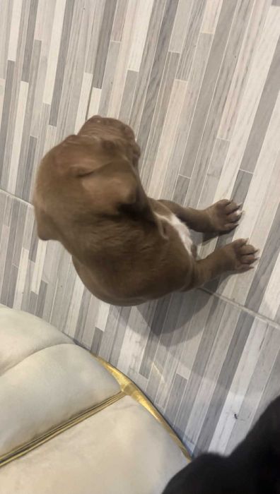 Продавам Питбулчета