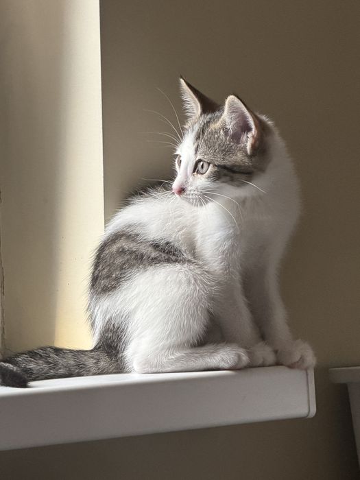 Малыш-котенок Том ищет семью!