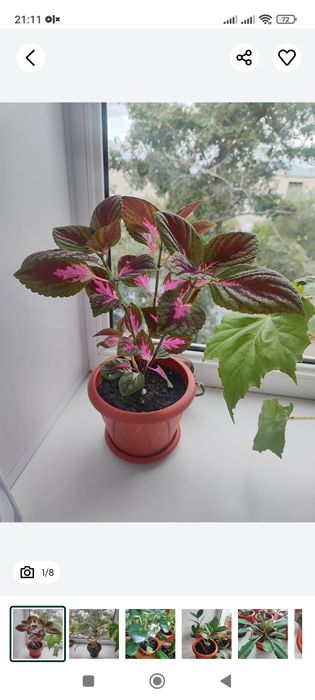 Комнатные цветы  , растения