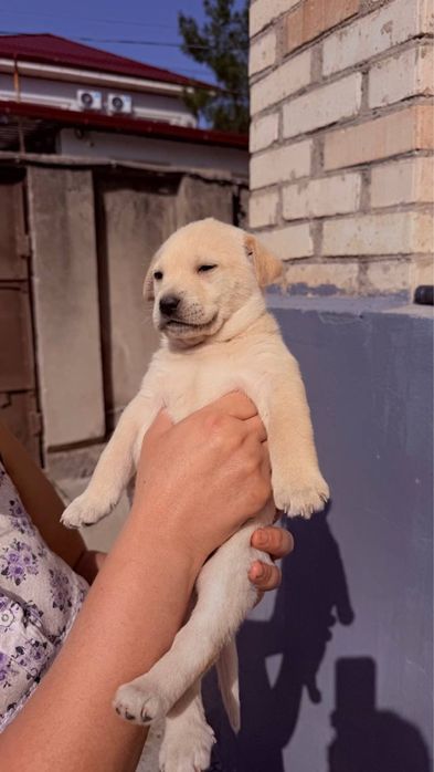 Щенки продаются по 25.000 сум