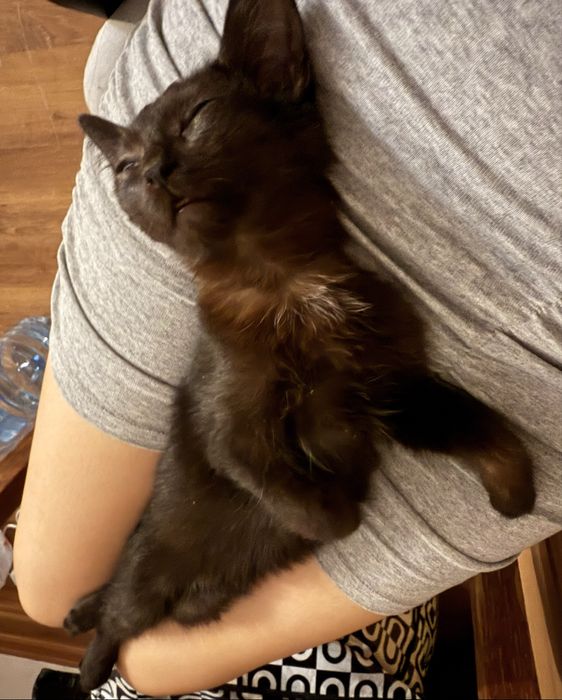 Котенок невероятно ласковая