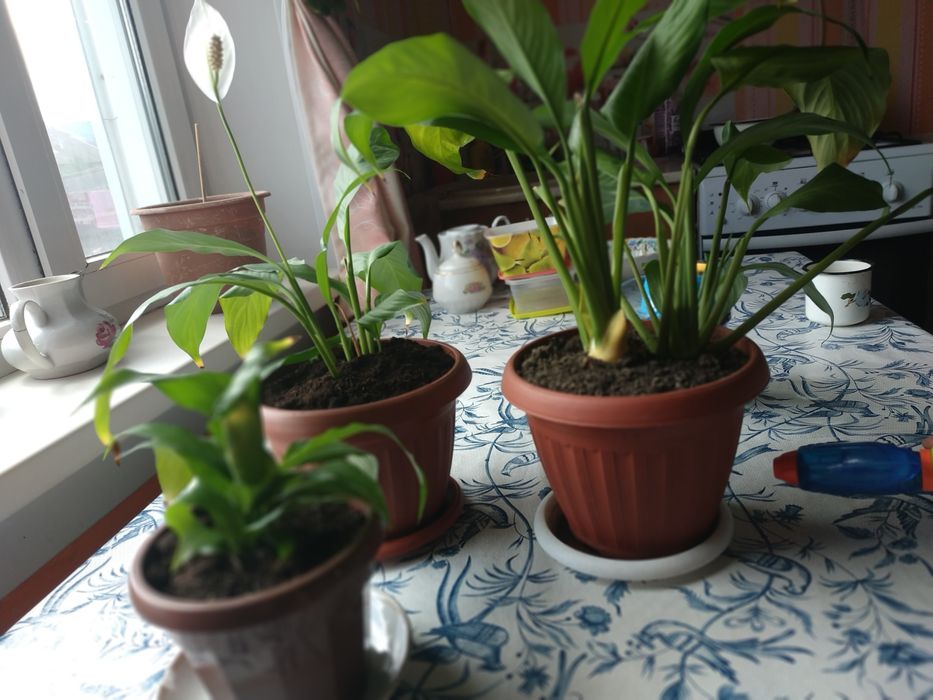 Продам комнатные цветы