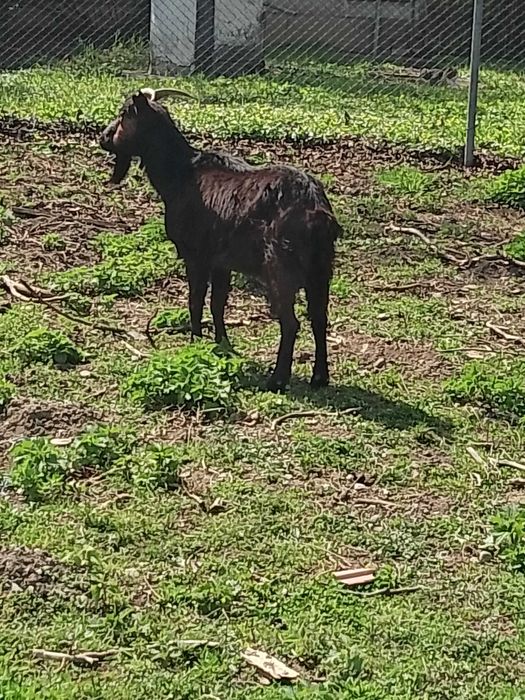 Capre de vânzare sterpe