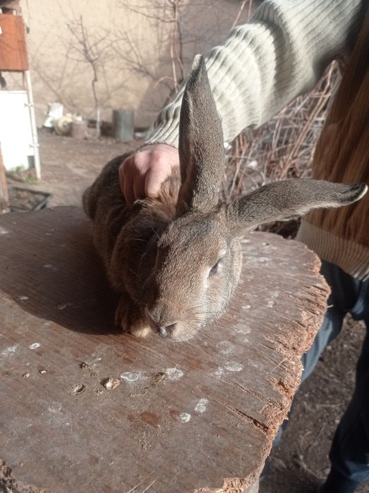 Продаю молодых кроликов