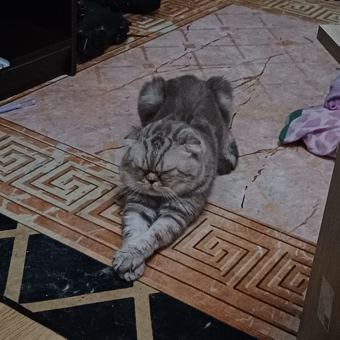 отдам кота веслоухий британец