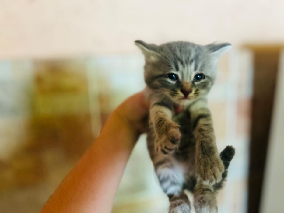 Отдам котят в добрые руки