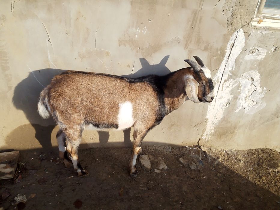 Ешки сатлад пародстий нубинский теке сатам