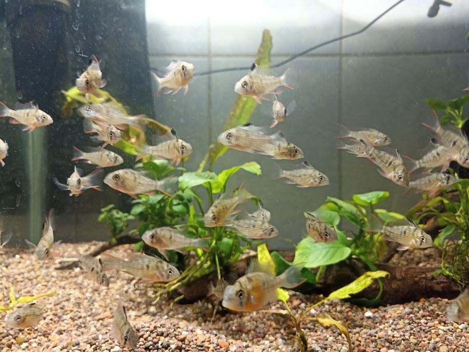 Продам рыбок аквариумных