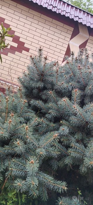 Goluboy el  Picea pungens