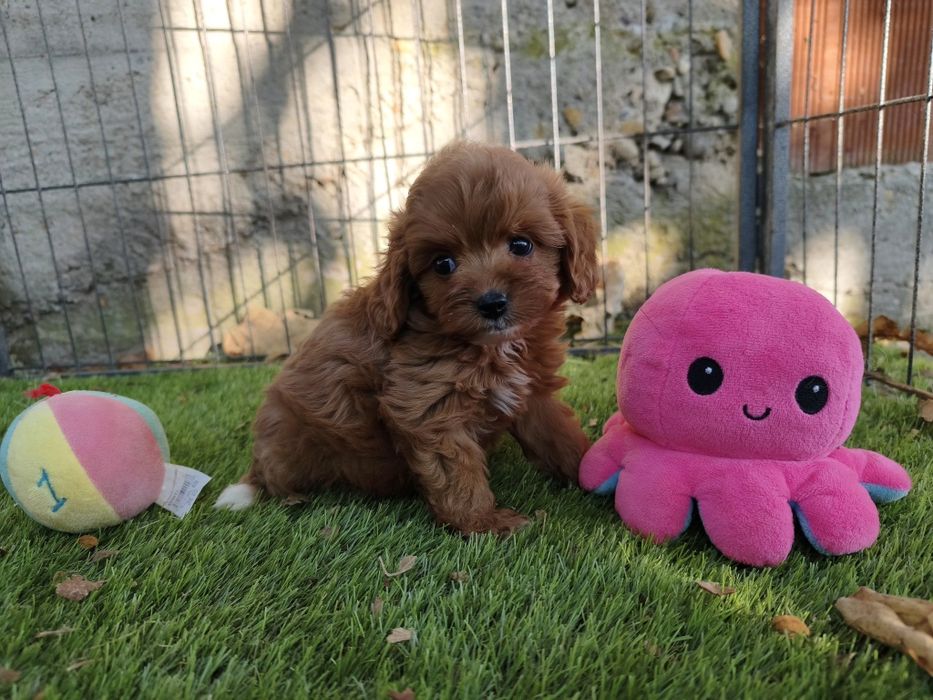 Vand baietel Cavapoo f1 rosu mini