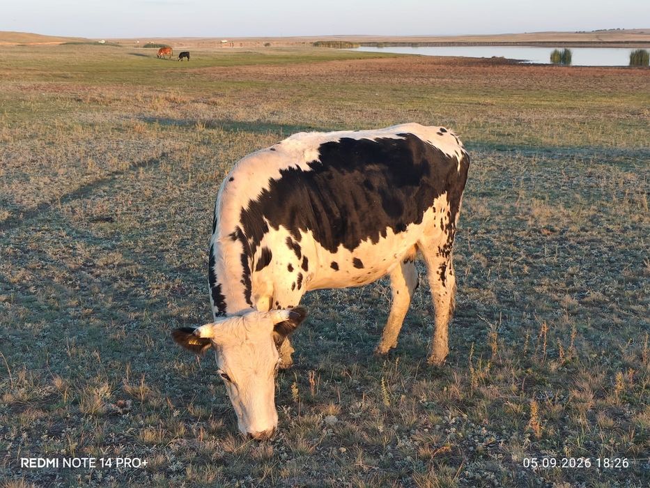 Корова недорого продам