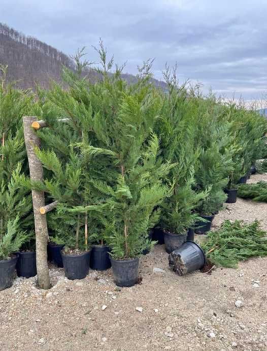 Tuia  leylandii la comanda