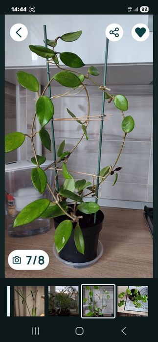 Papirus planta și alte plante