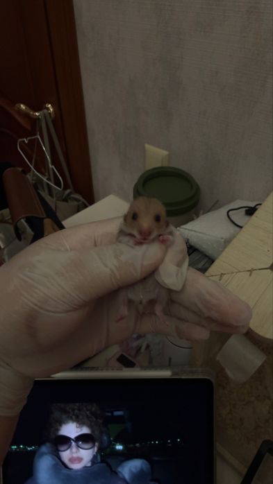 Сирийские хомяки