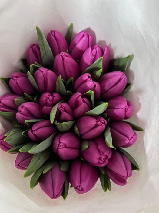 Тюльпаны Белоусовка