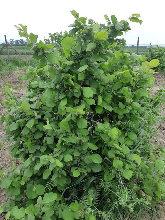 Puieti de aluni certificati