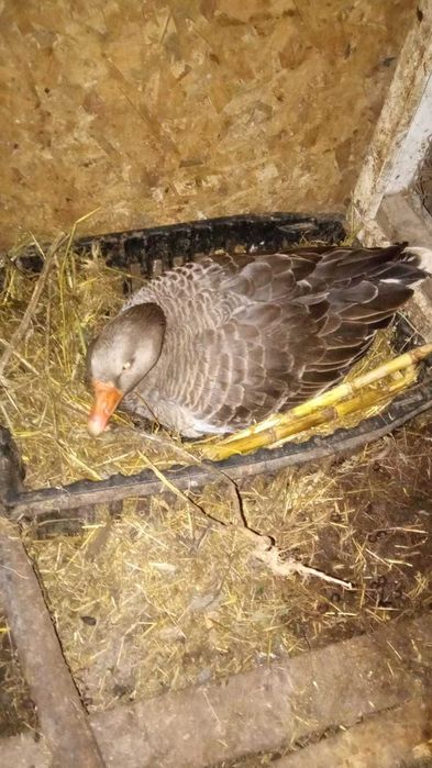 Гуси крупно серые