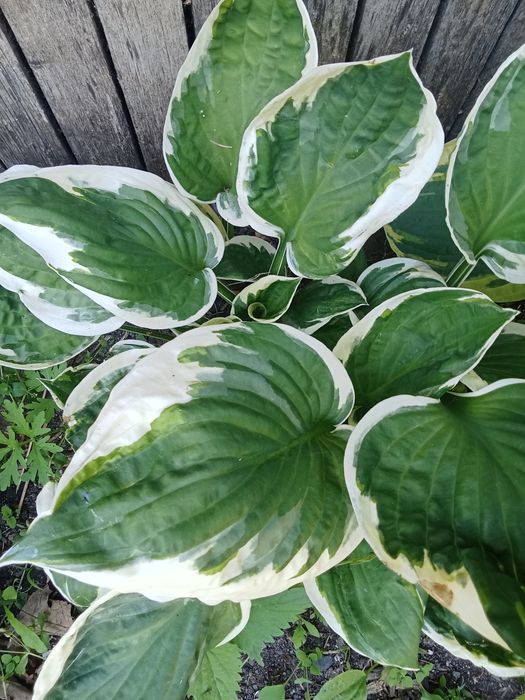 Продам хосты,от 1000 тг