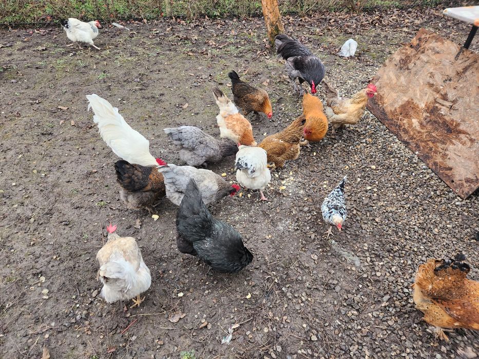 Ouă pentru incubat Australorp albastru,Sussex și alte rase vezi poze