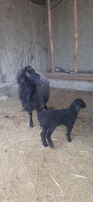 Она бола куй сотилади