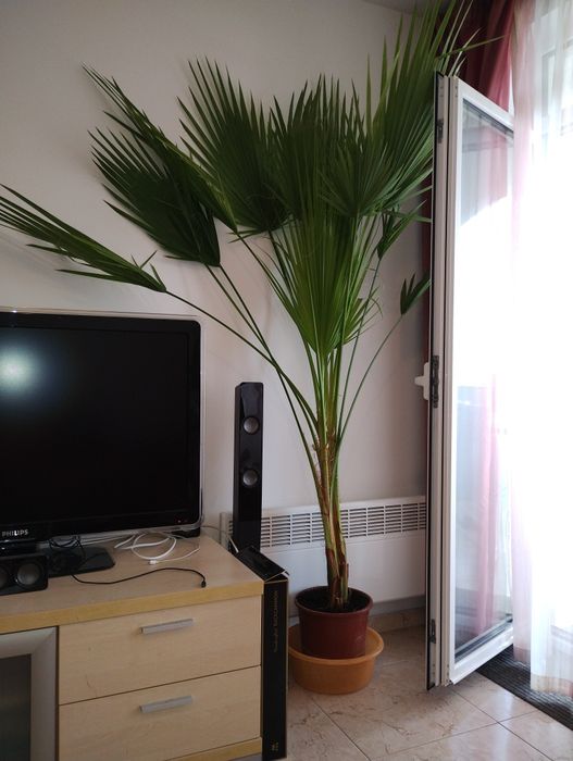 Мексиканска Палма Ветрило - Вашингтония ( Вашингтон)