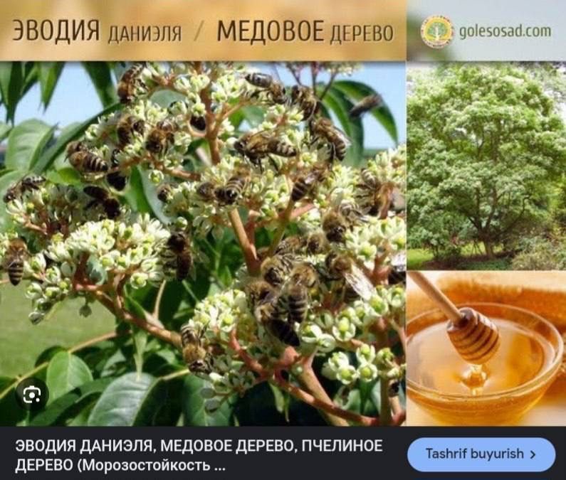 Манзарали кочатоар
