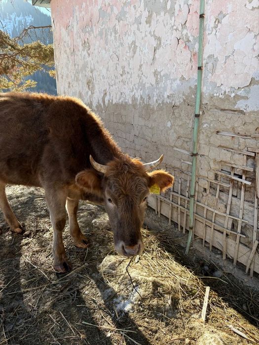 Продам коров,телят реальным клиентам