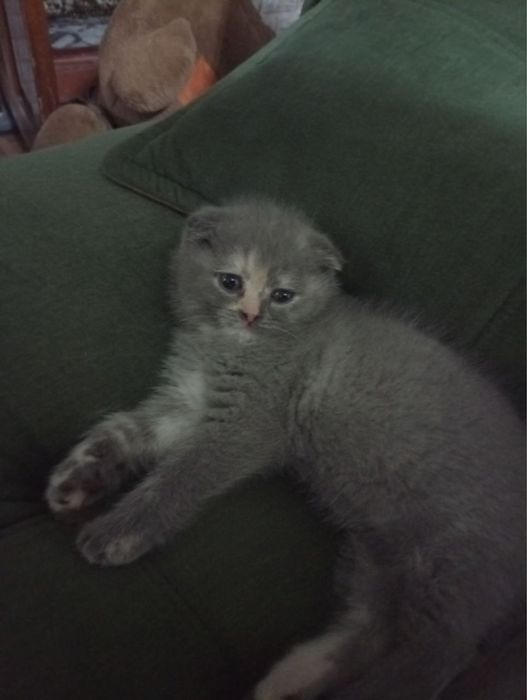 мушукча сотилади акция нархида