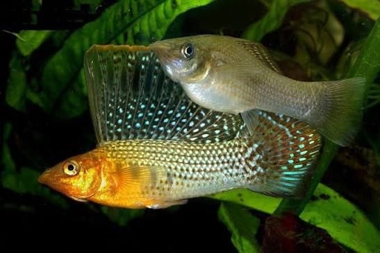 Аквариумные рыбки