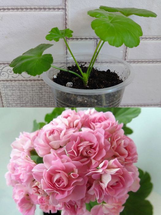 Разебудная пеларгония