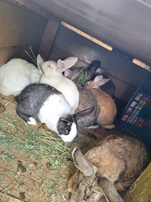 Oferta... la cumpărarea 1 iepuras primești încă 1...