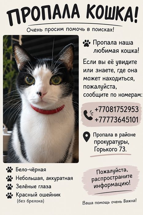 Пропала Кошка Вознаграждение