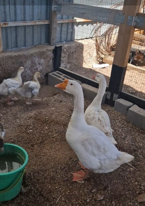 Продаются суточные гусята