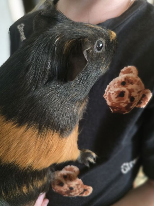 Продам морскую свинку девочка с клеткой