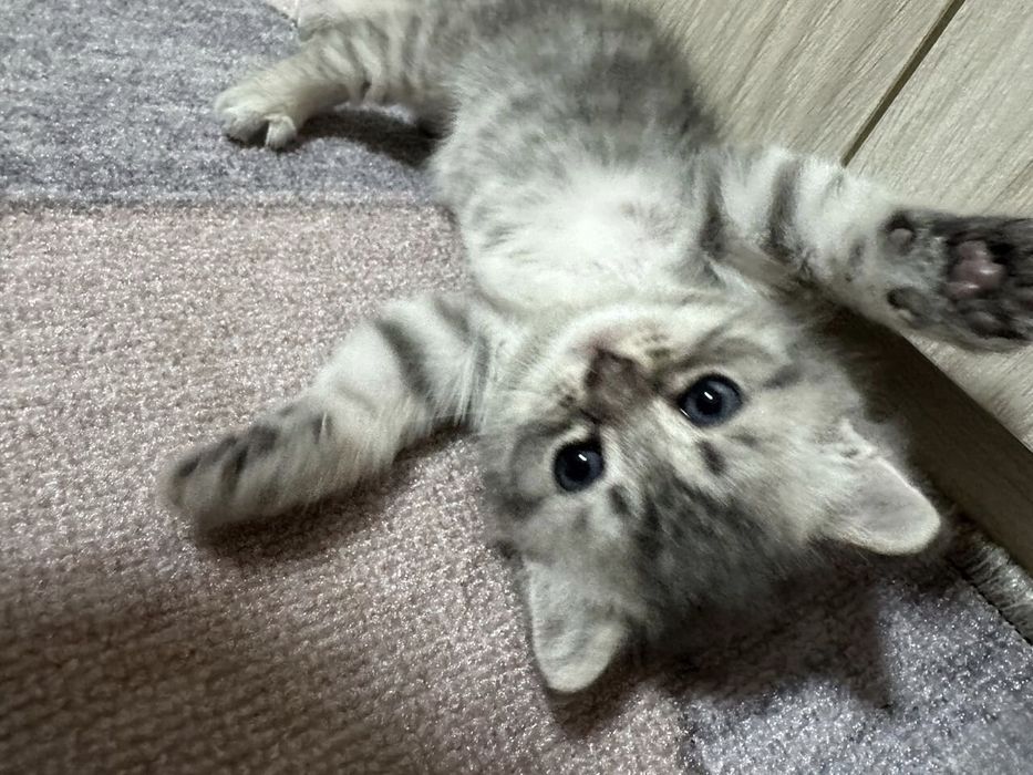 Британские котята