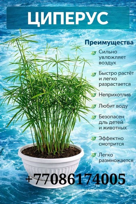 Комнатный цветок