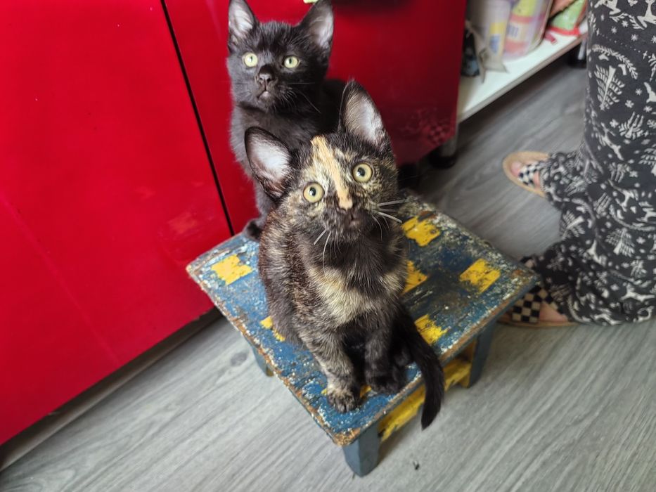 Отдам котёнка в хорошие руки
