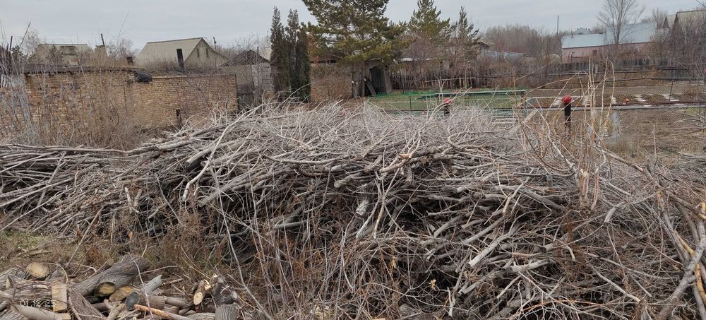 Дрова карагач и клён