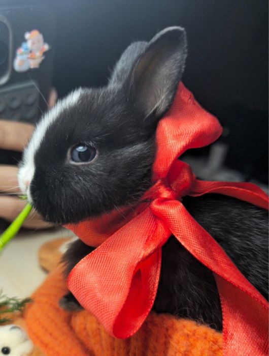 Кролики декоративные