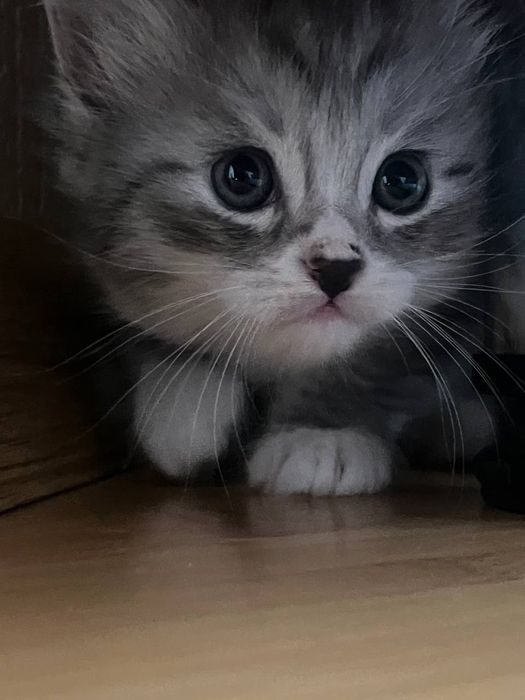 Котята Шотландца и Балинизийской сиамской кошки