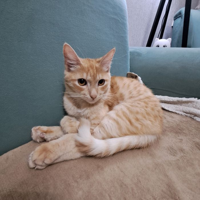 Кошка отдадим в хорошие руки