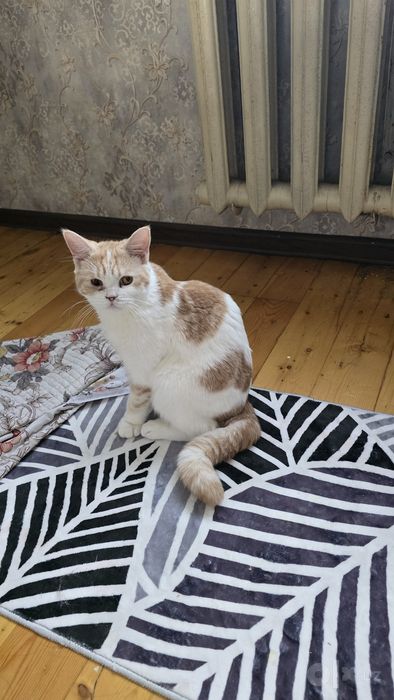 Крутая кошка Муся