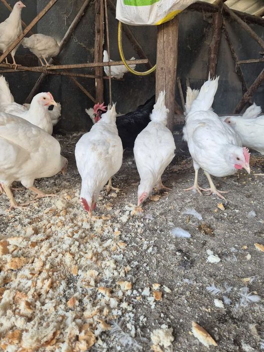 Продавам ярки легхорн съсекс и чешки доминант