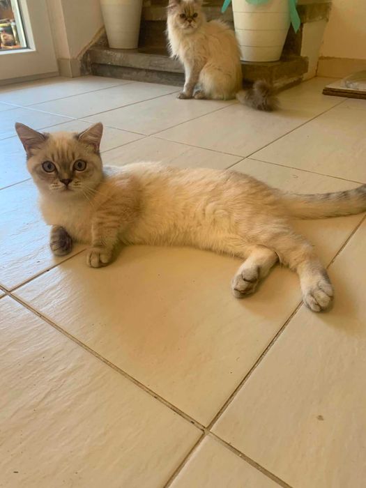 Шотлански котета