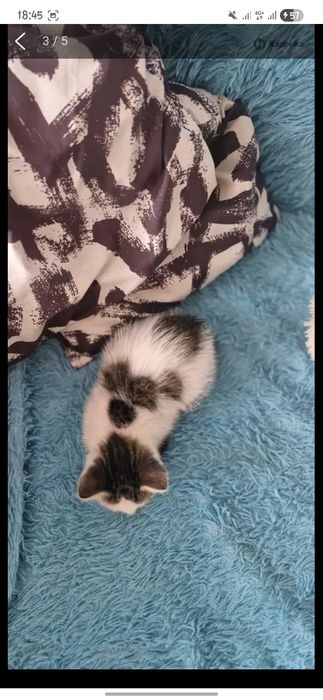 Отдаём котёнка мальчика