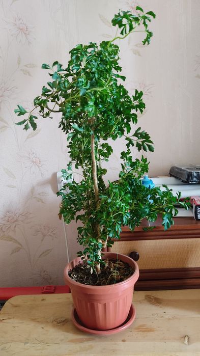 Комнатные цветы по супер ценам