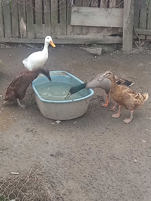 Rațe alergatoare indiene